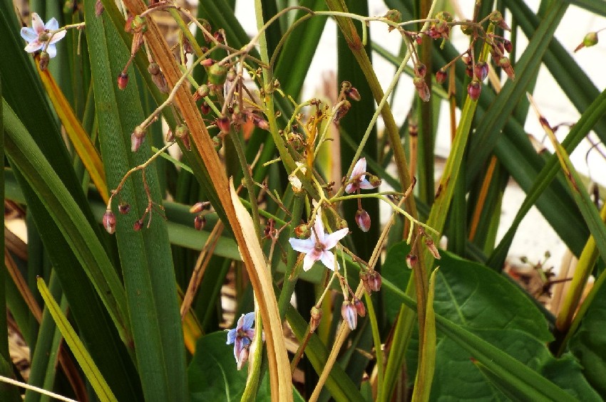 Fiori australiani 1